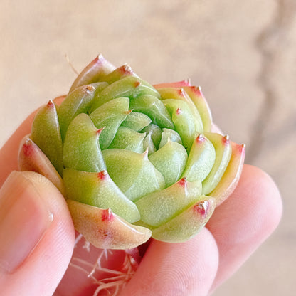 多肉植物