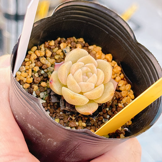 多肉植物