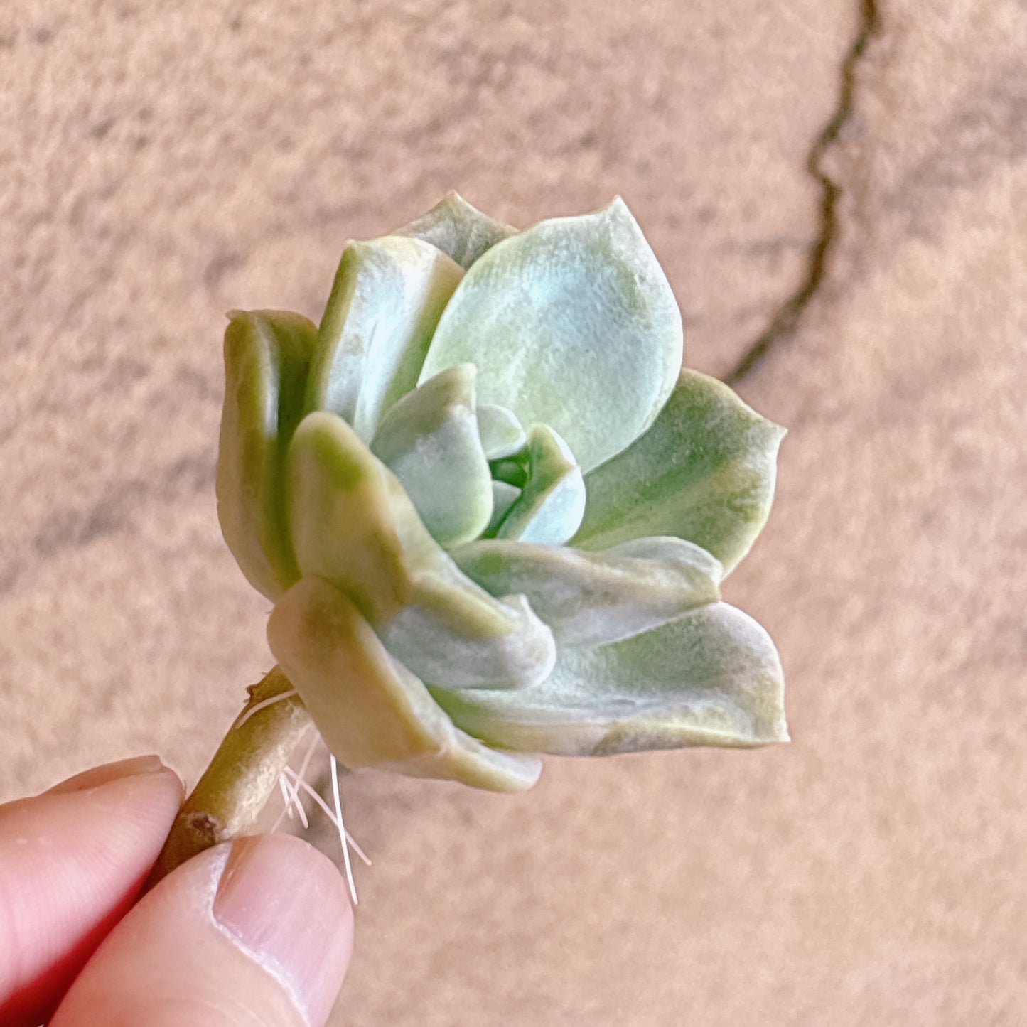 多肉植物