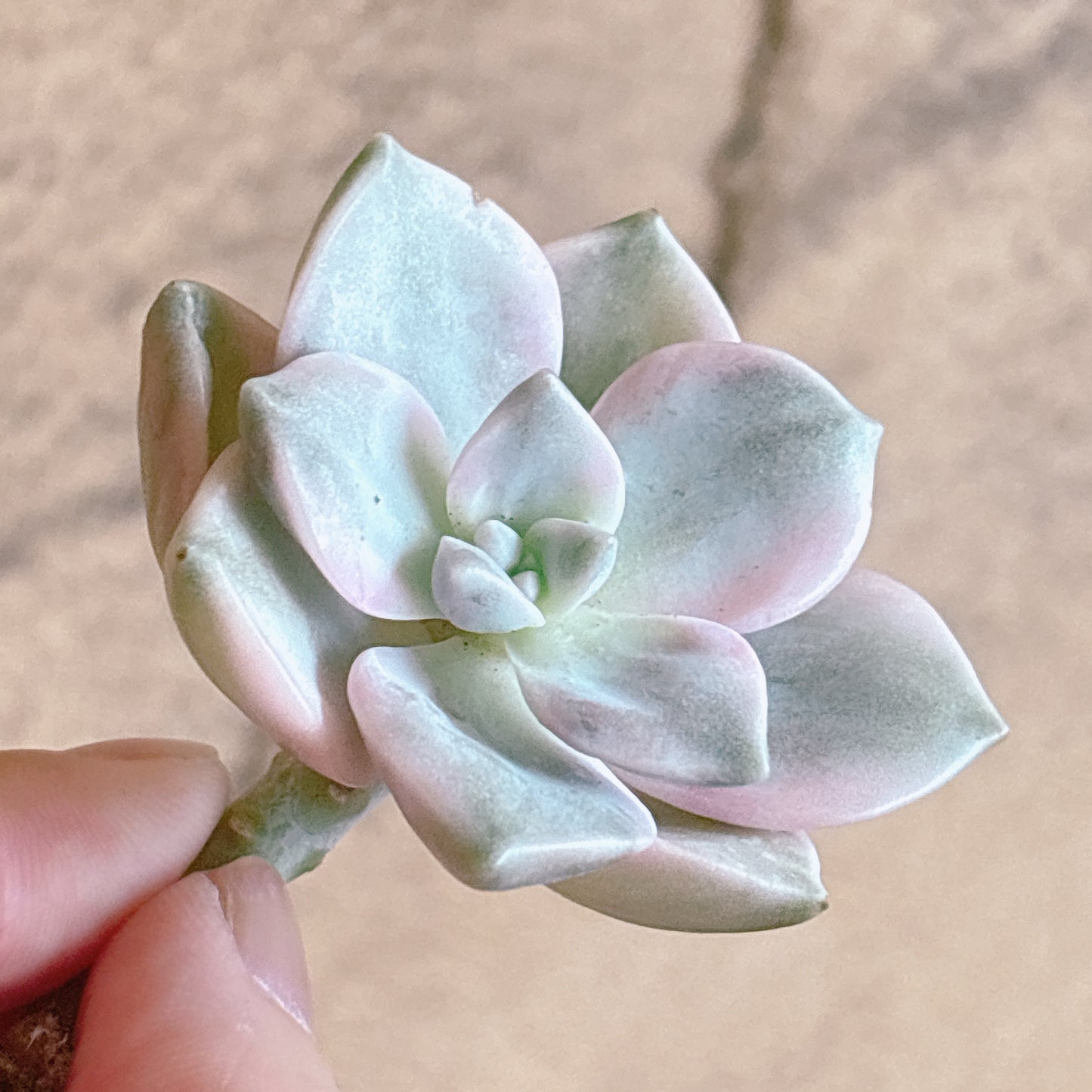 多肉植物