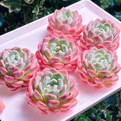 多肉植物