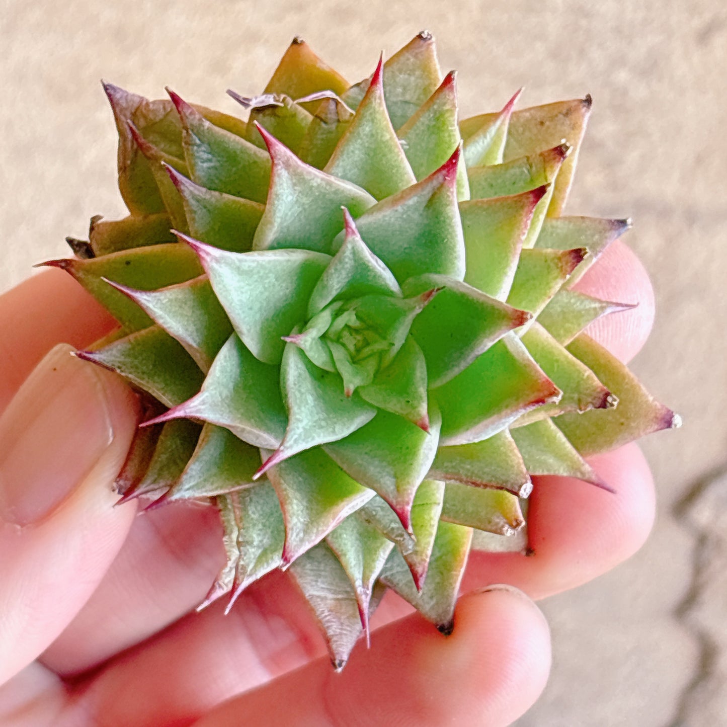 多肉植物