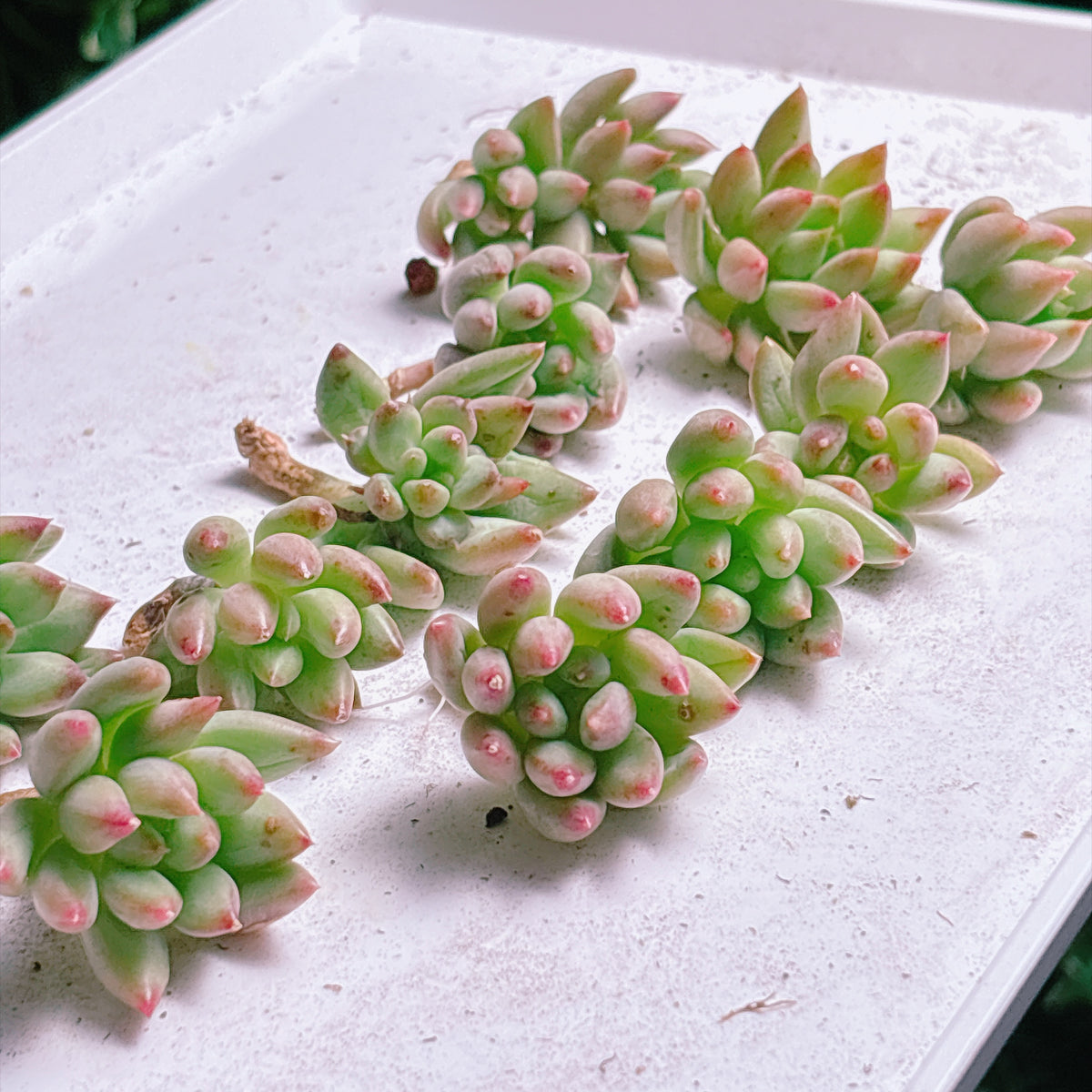 多肉植物