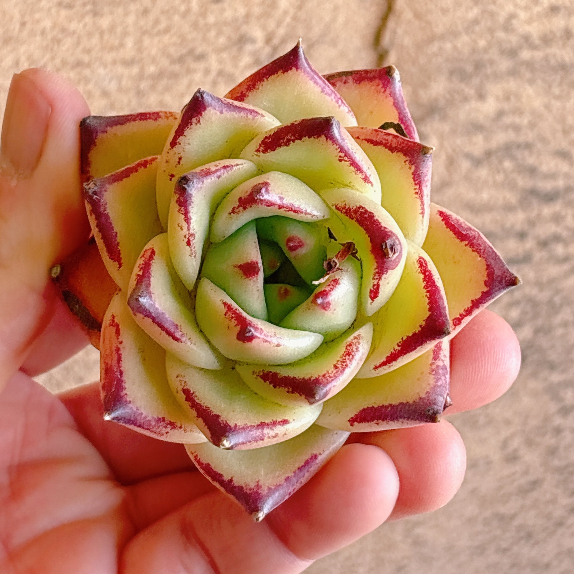 多肉植物の販売・通販サイト | Bull Succulent(ブルサキュレント)