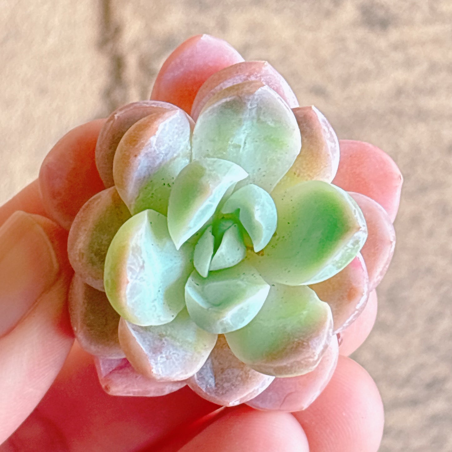 多肉植物