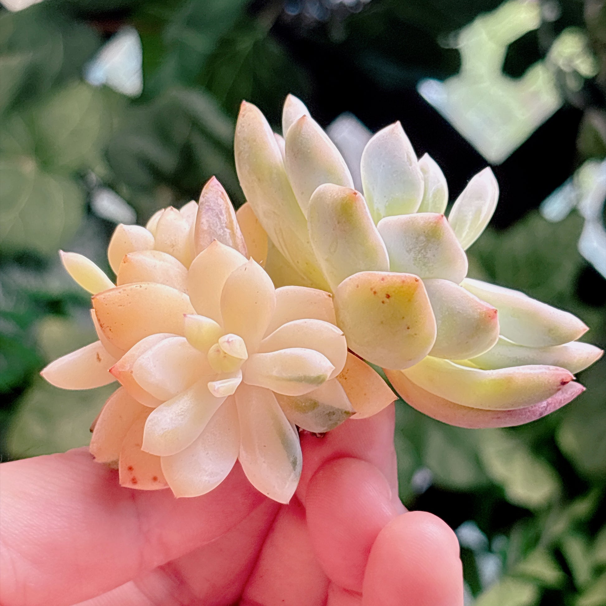多肉植物