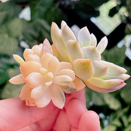 多肉植物