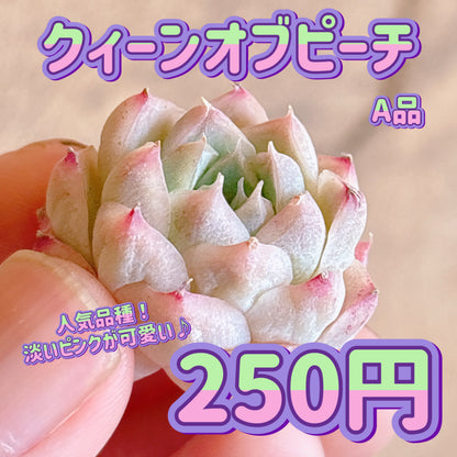 クィーンオブピーチ　A品　カット苗