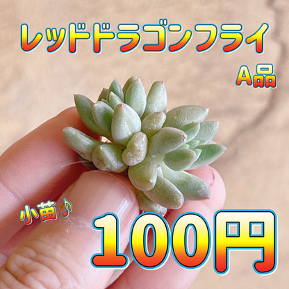レッドドラゴンフライ　A品　カット苗