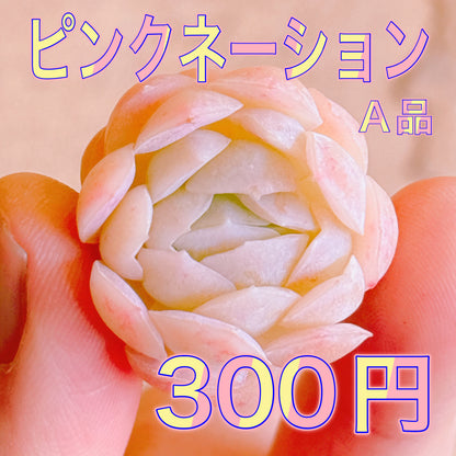 ピンクネーション　A品　カット苗