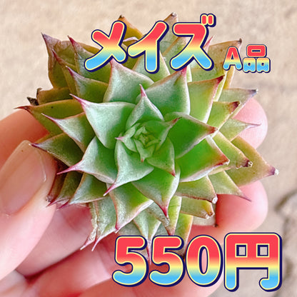 メイズ　A品　カット苗