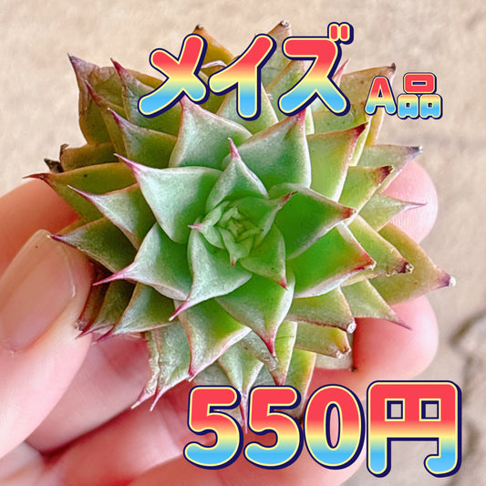 メイズ　A品　カット苗