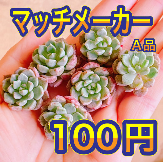 マッチメーカー　A品　カット苗