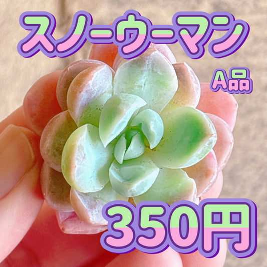 スノーウーマン　A品　カット苗