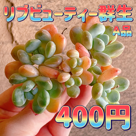 リブビューティー　A品　カット苗