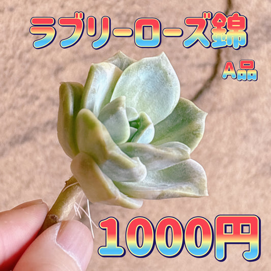 ラブリーローズ錦　A品　カット苗