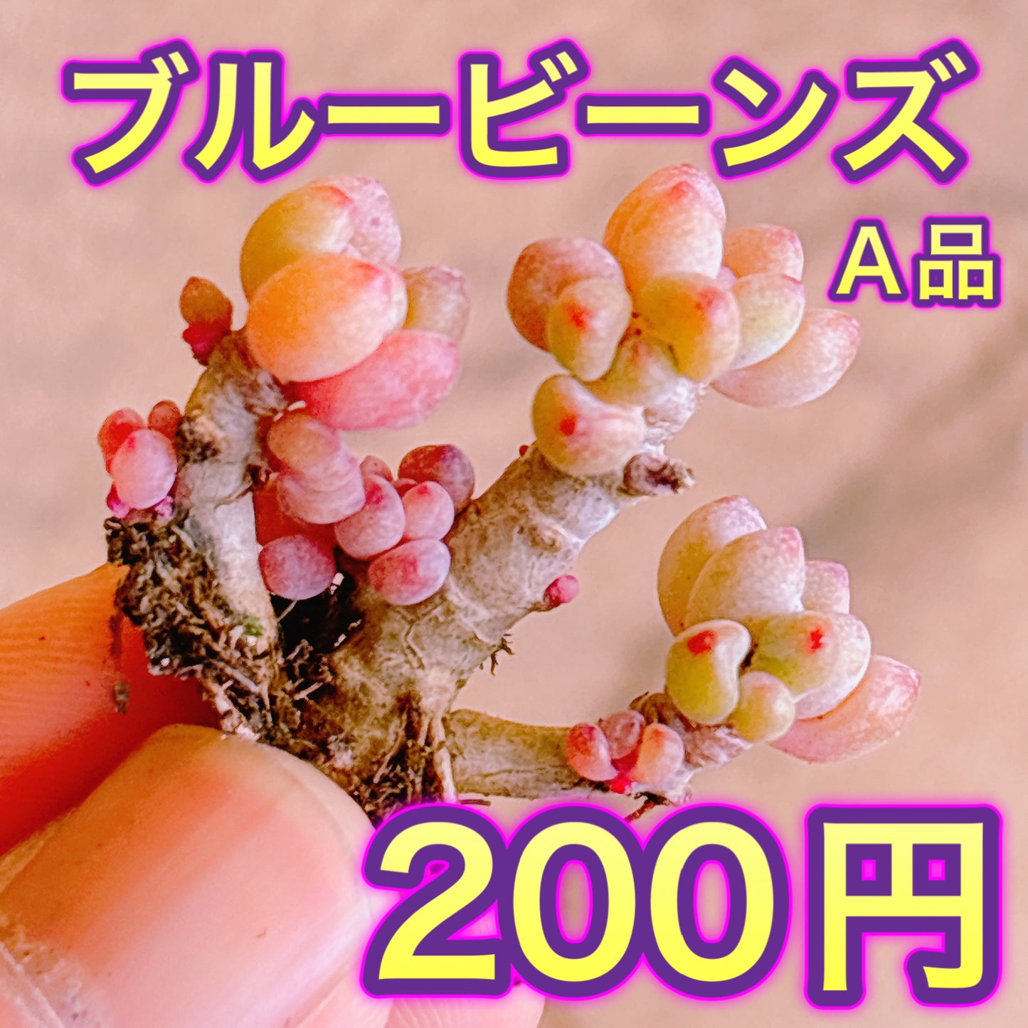 ブルービーンズ　A品　カット苗