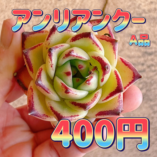 アンリアンクー　A品　カット苗
