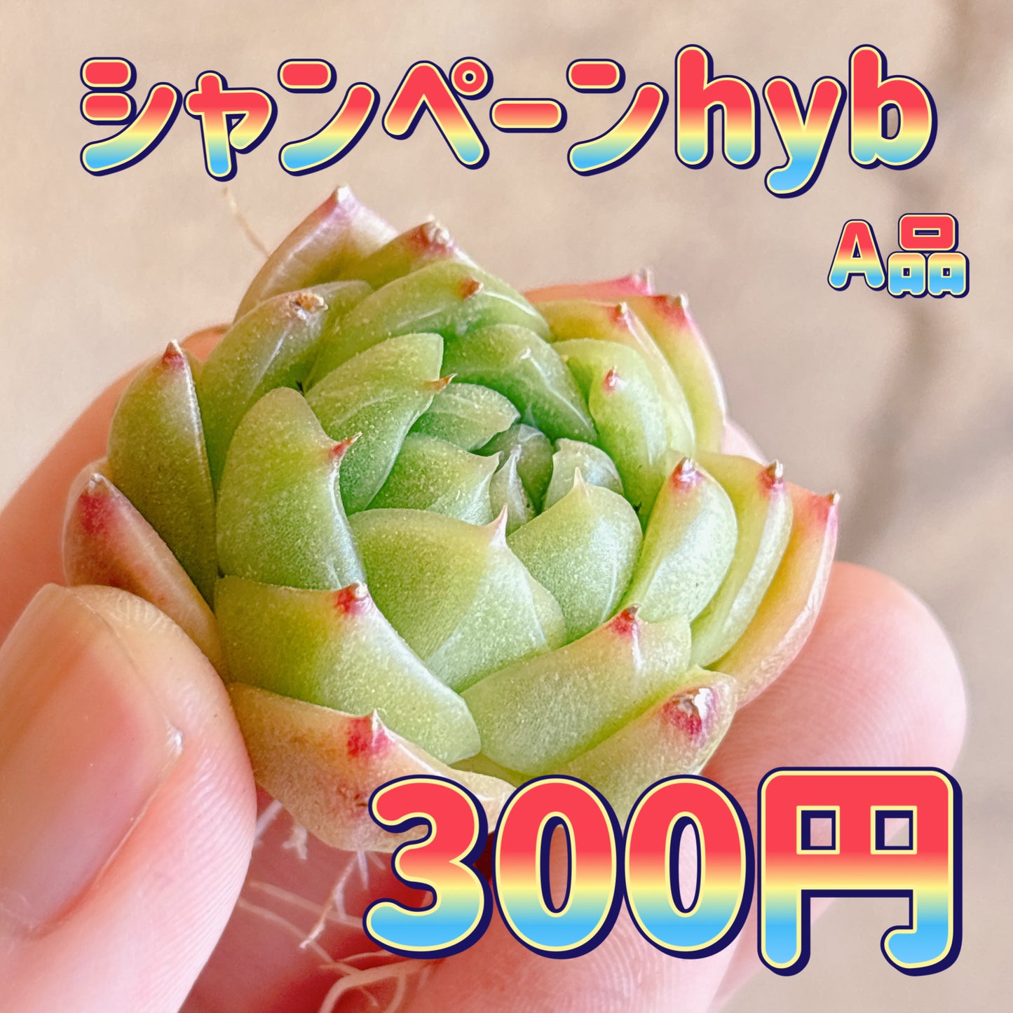 シャンペーンhyb タイプA　A品　カット苗