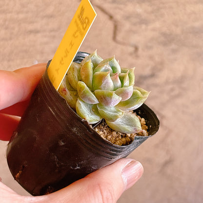 ヴェルサイユ　【2-29】