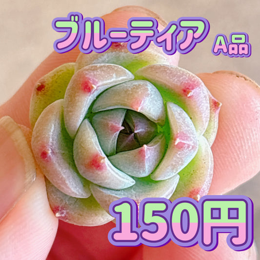 ブルーティア　A品　カット苗