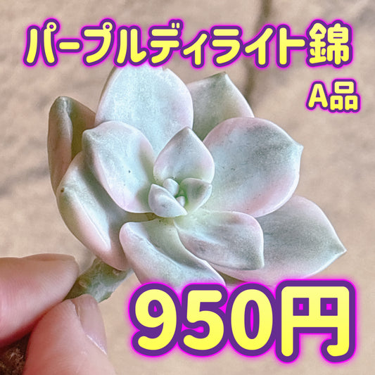 パープルディライト錦　A品　カット苗