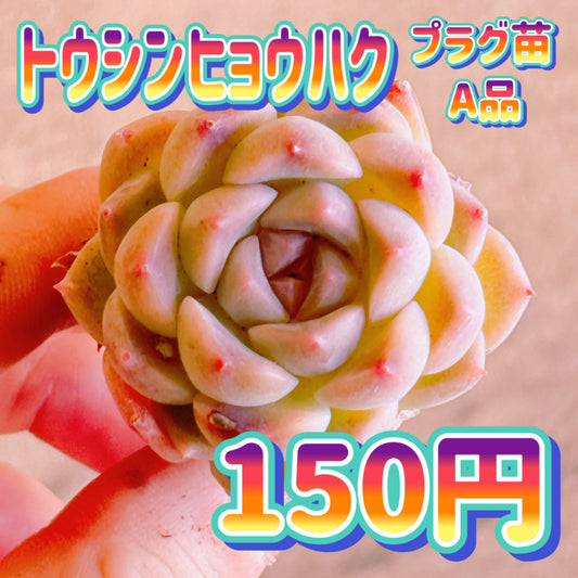 トウシンヒョウハク　A品　プラグ苗