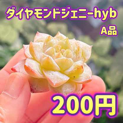 ダイヤモンドジェニーhyb　A品　カット苗