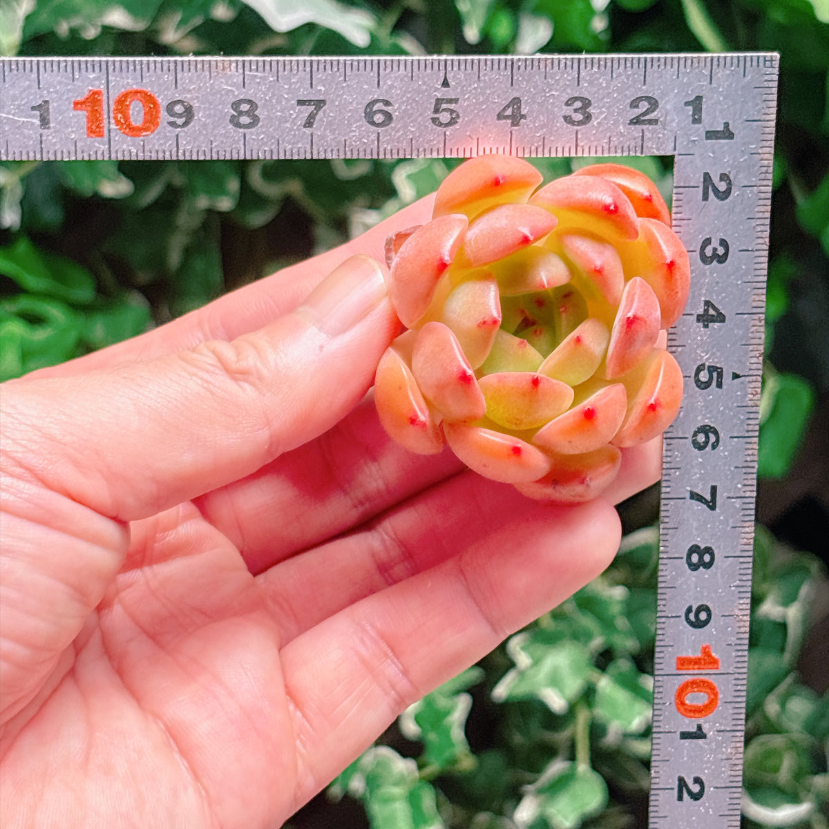 レッドモンロー　特級品　カット苗