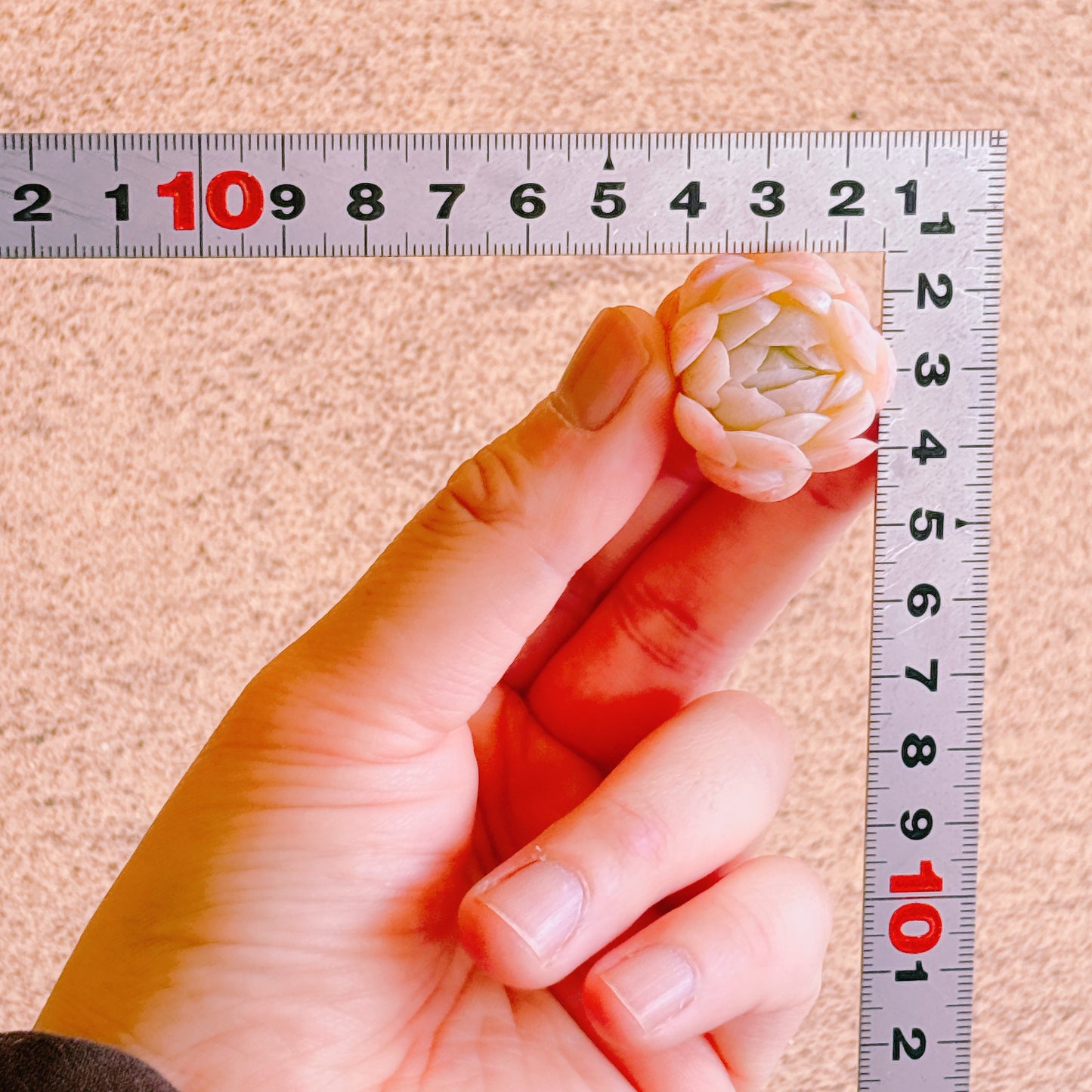 ピンクネーション　A品　カット苗