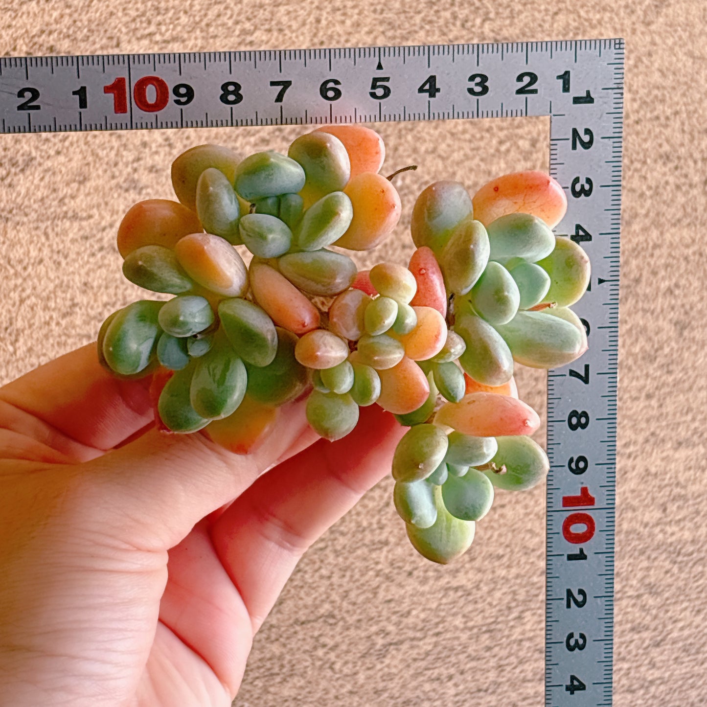 リブビューティー　A品　カット苗