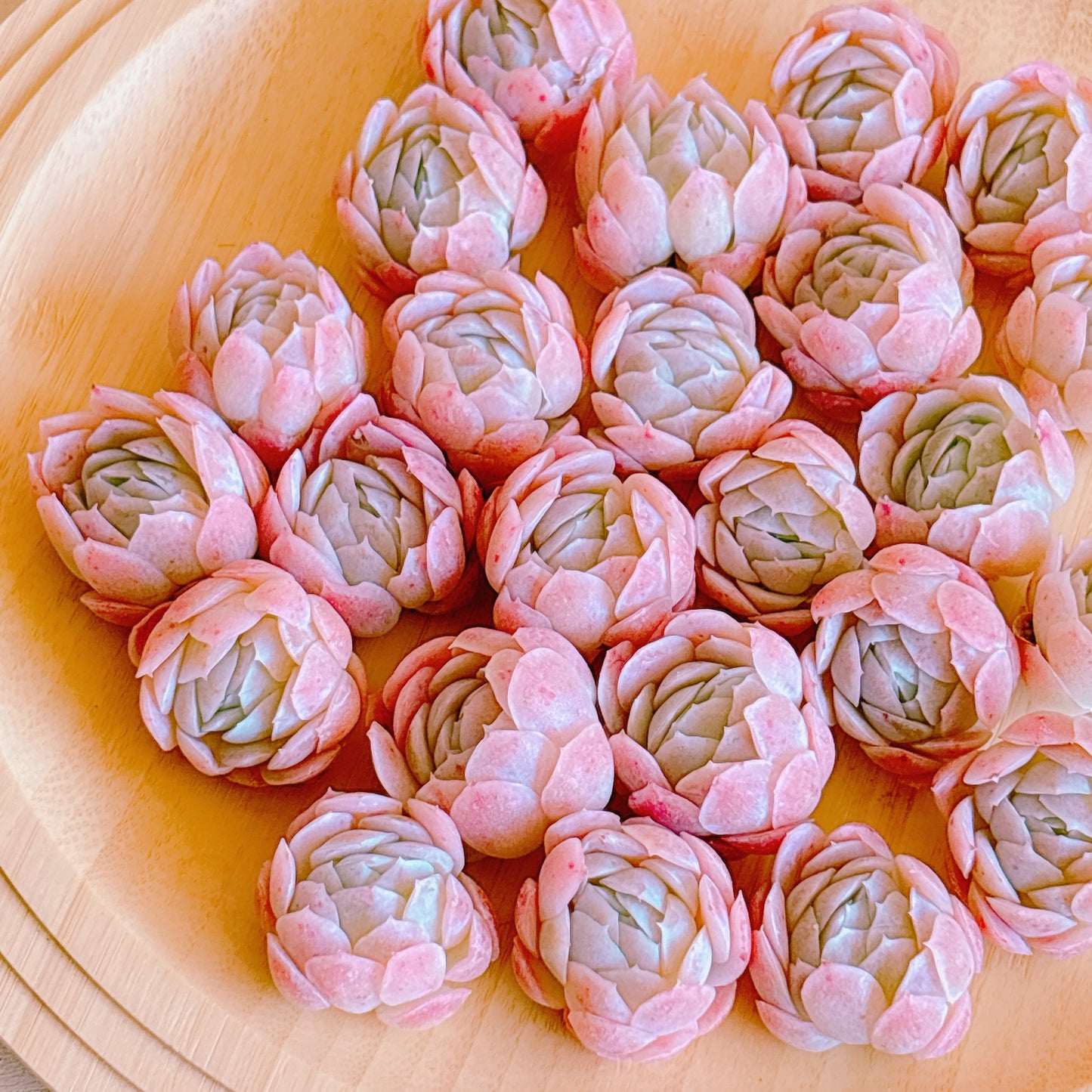 ピンクネーション　A品　カット苗