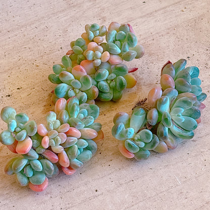 リブビューティー　A品　カット苗