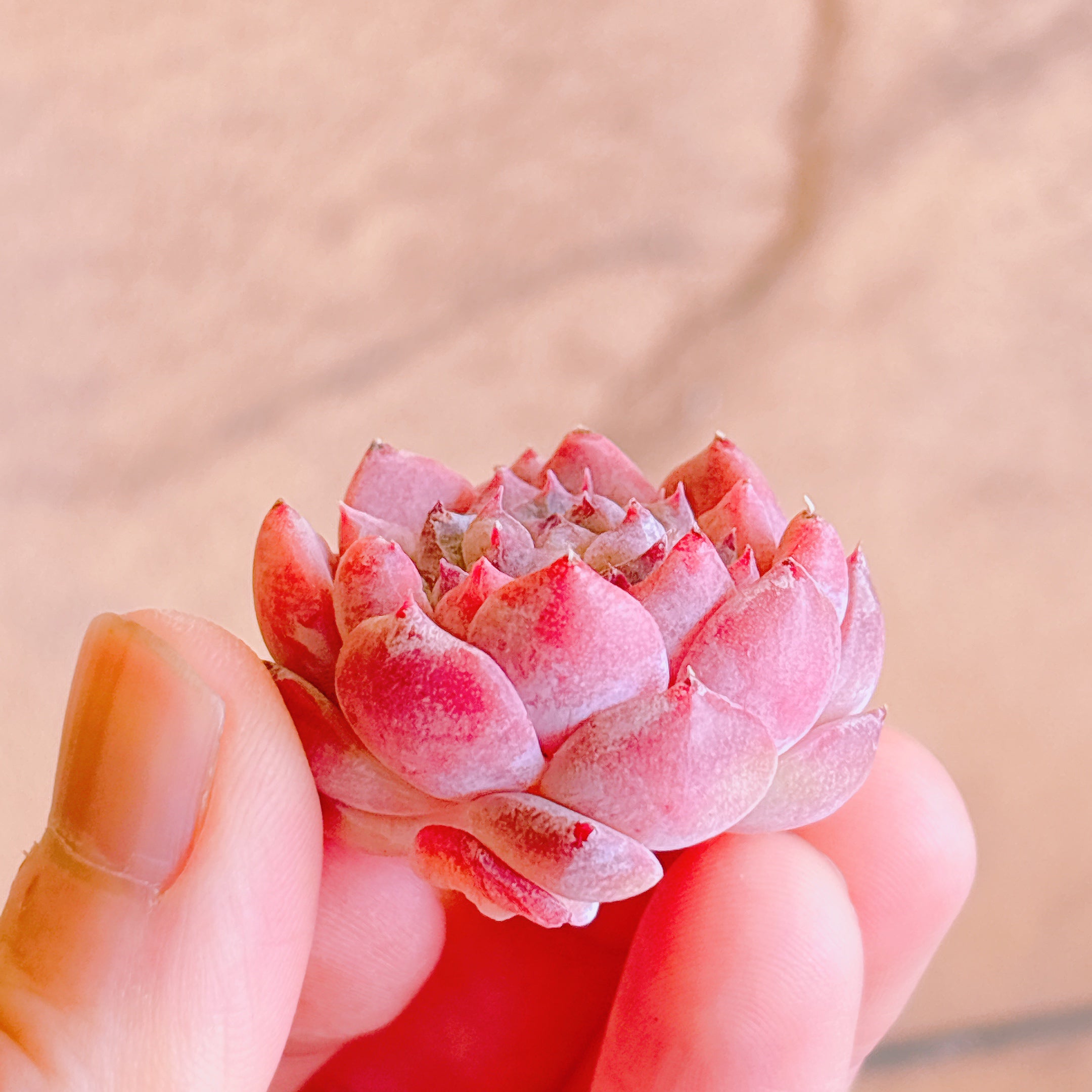 アイス A品 カット苗 – Bull Succulent