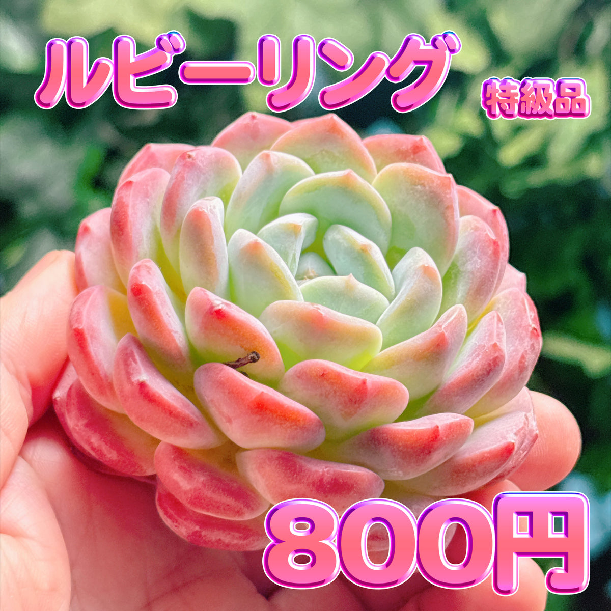 ルビーリング　特級品　カット苗