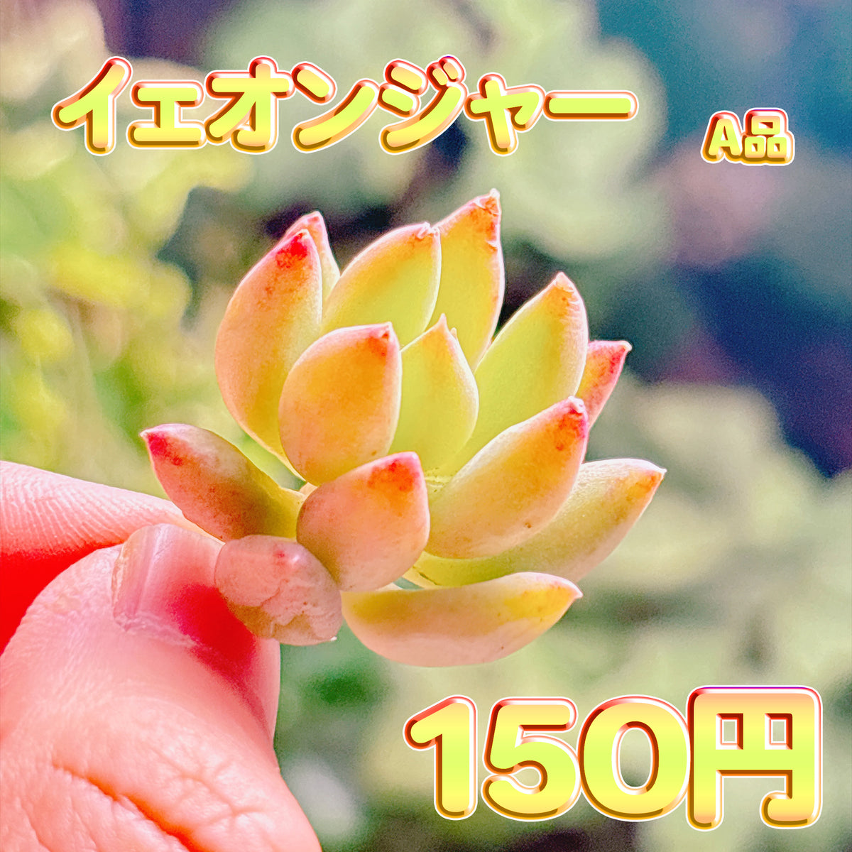 イェオンジャー　A品　カット苗