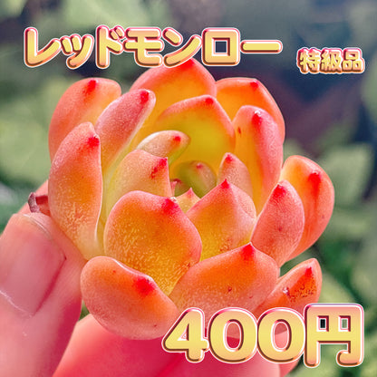 レッドモンロー　特級品　カット苗
