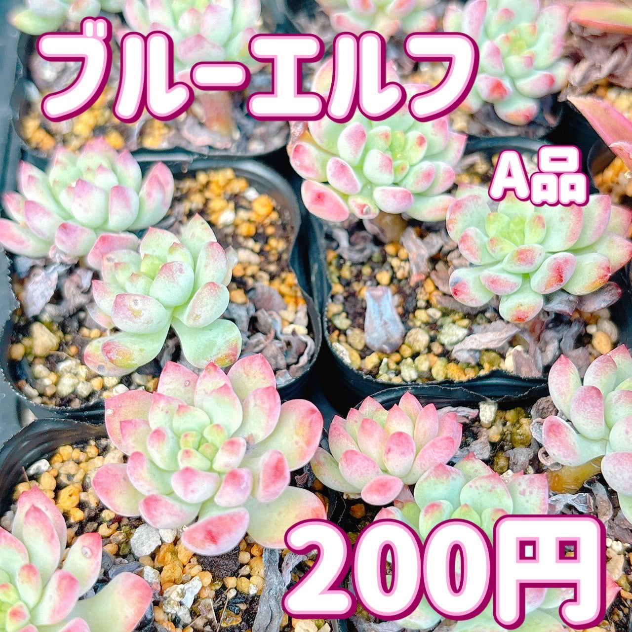 ブルーエルフ A品