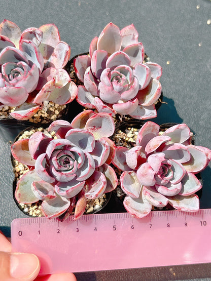 ヘラ　特級品