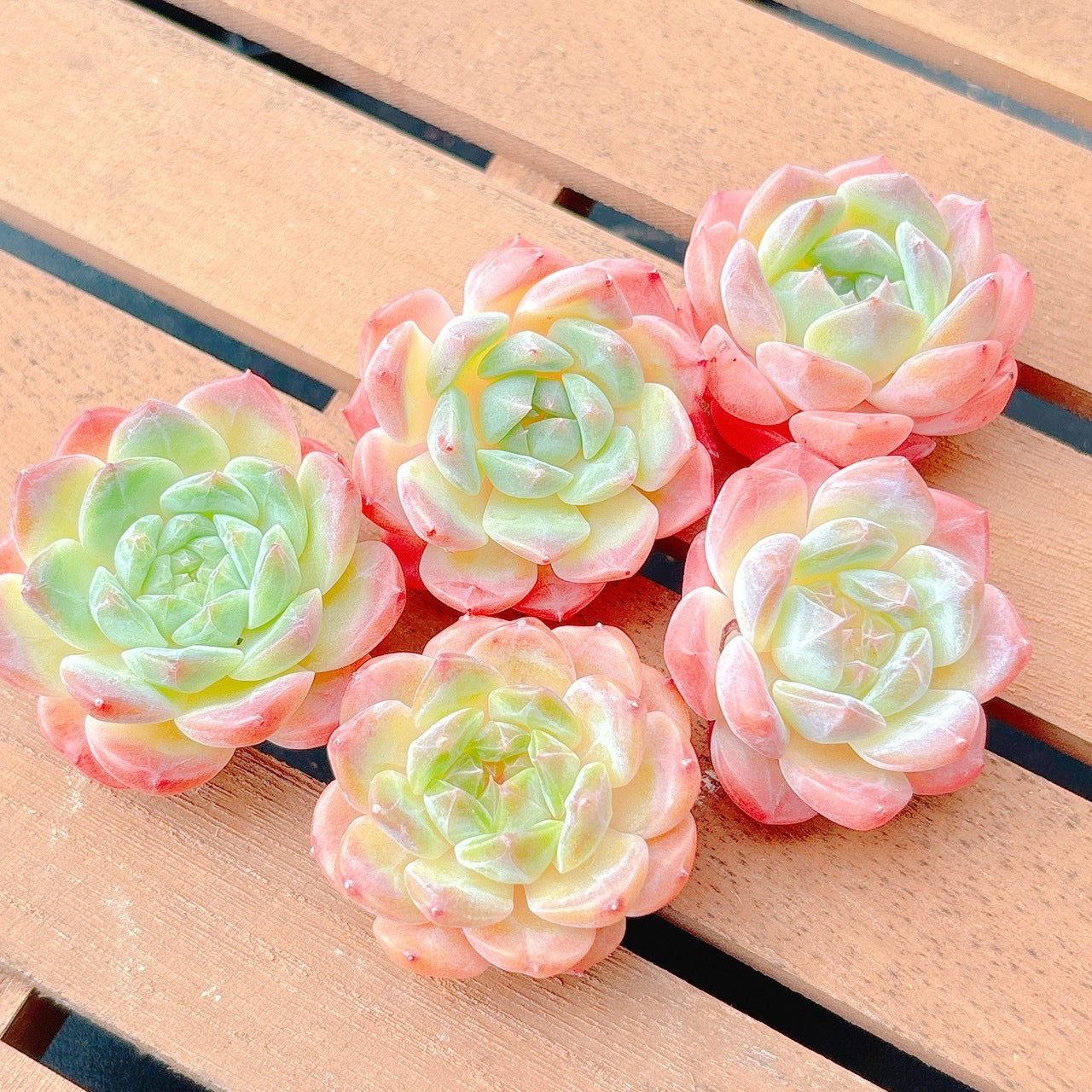 アイスソール　A品