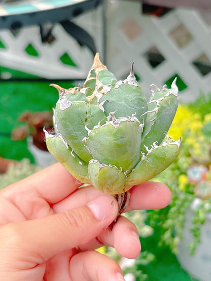 魔丸　特級品