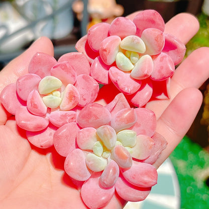 スポテッドディアー　A品