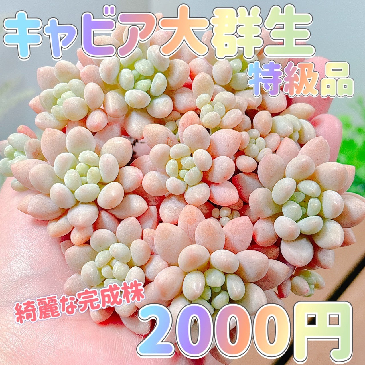 キャビア　大群生　特級品