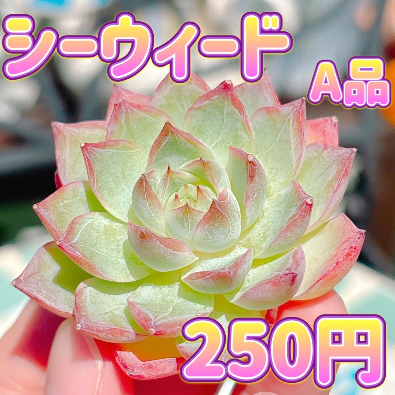 シーウィード　A品
