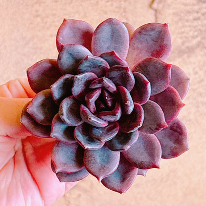 多肉植物