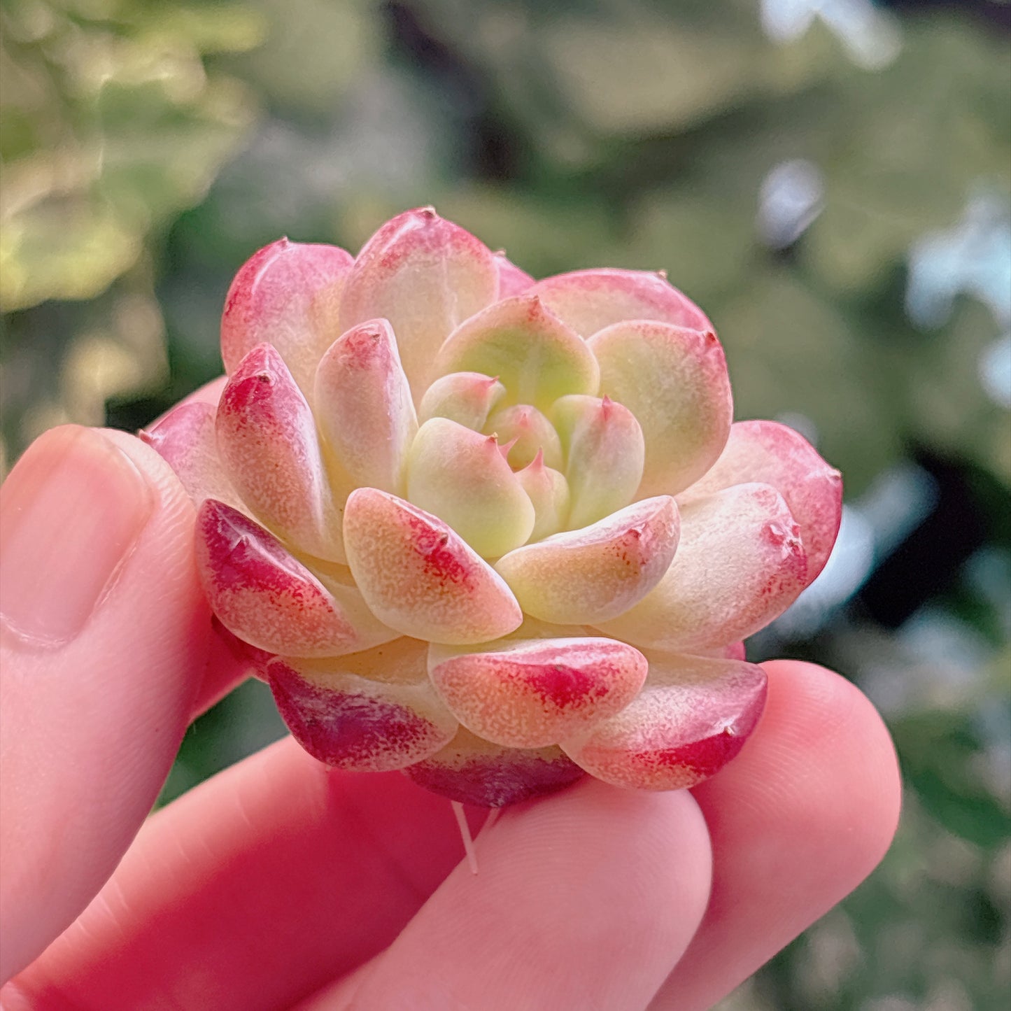 多肉植物