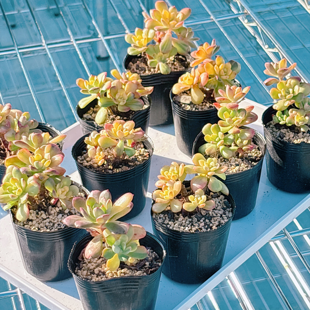 多肉植物