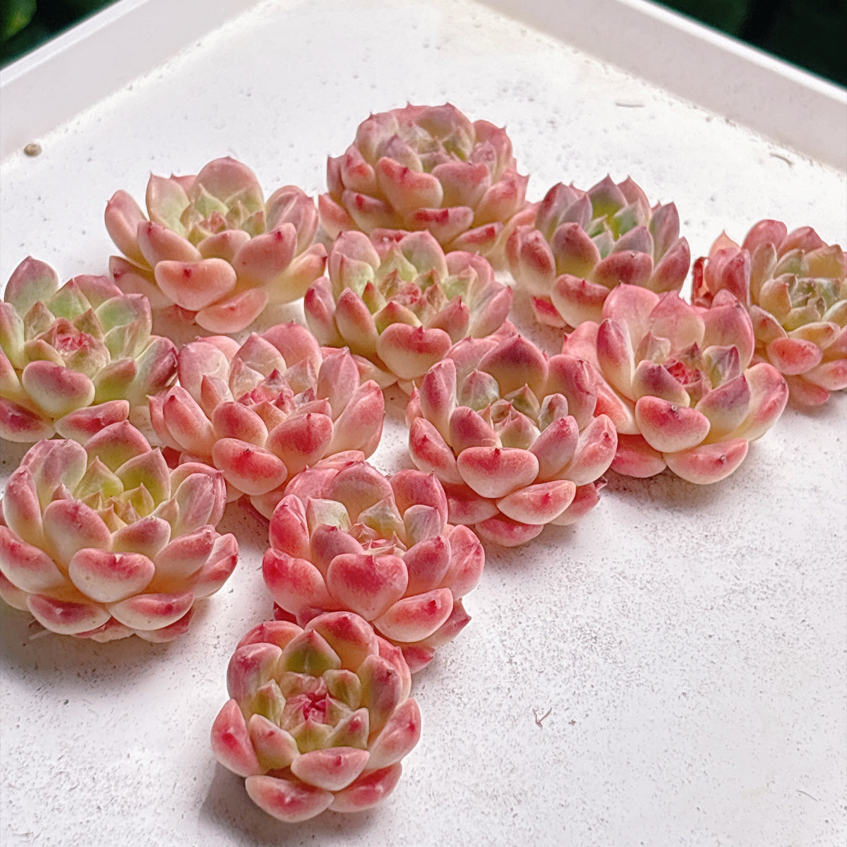 多肉植物