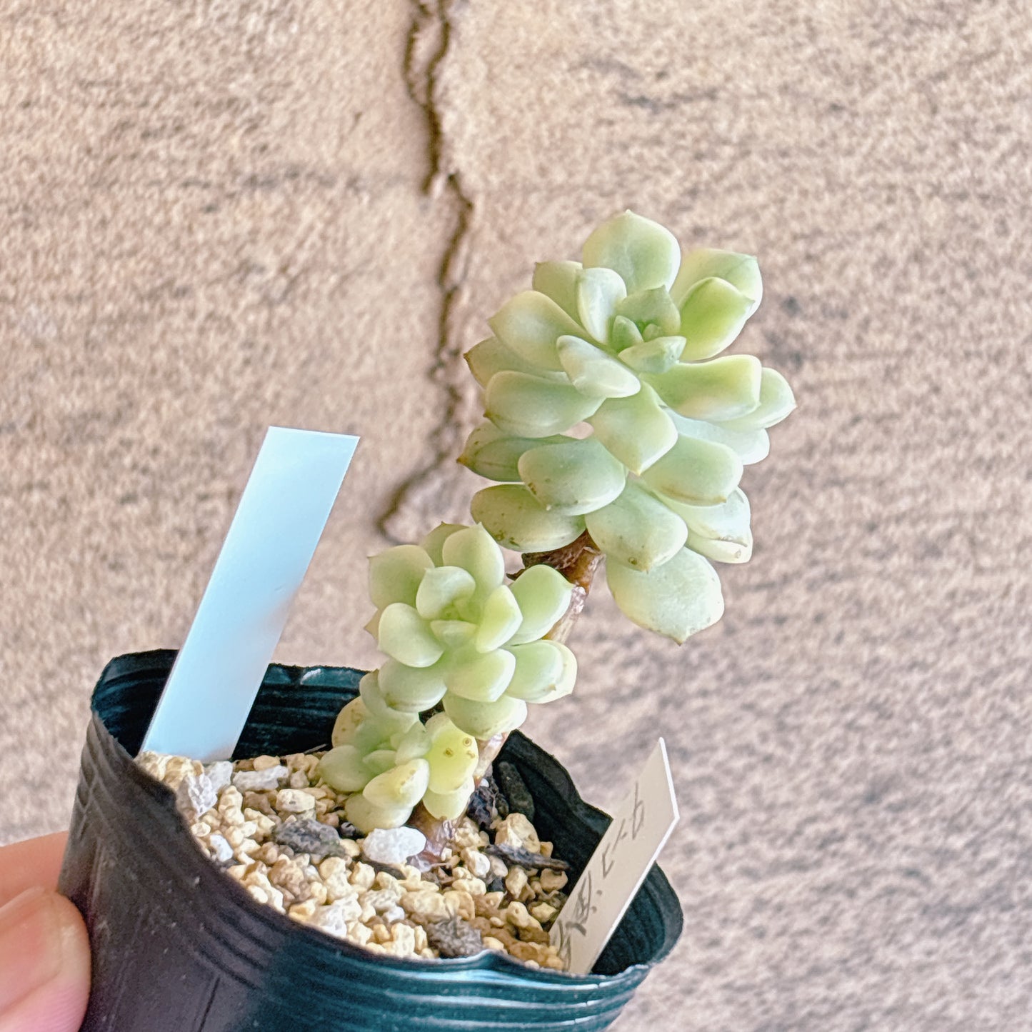 多肉植物