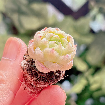 多肉植物